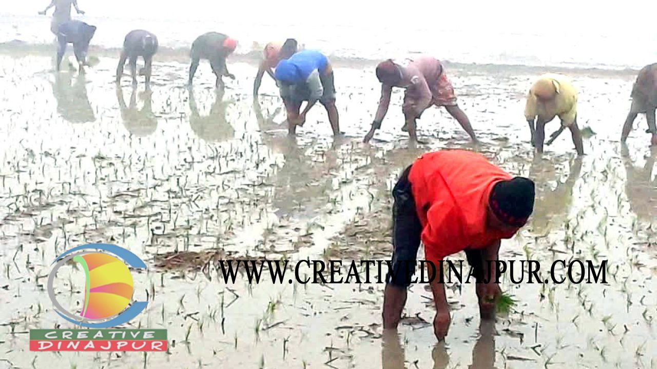 কৃষকের কষ্ট