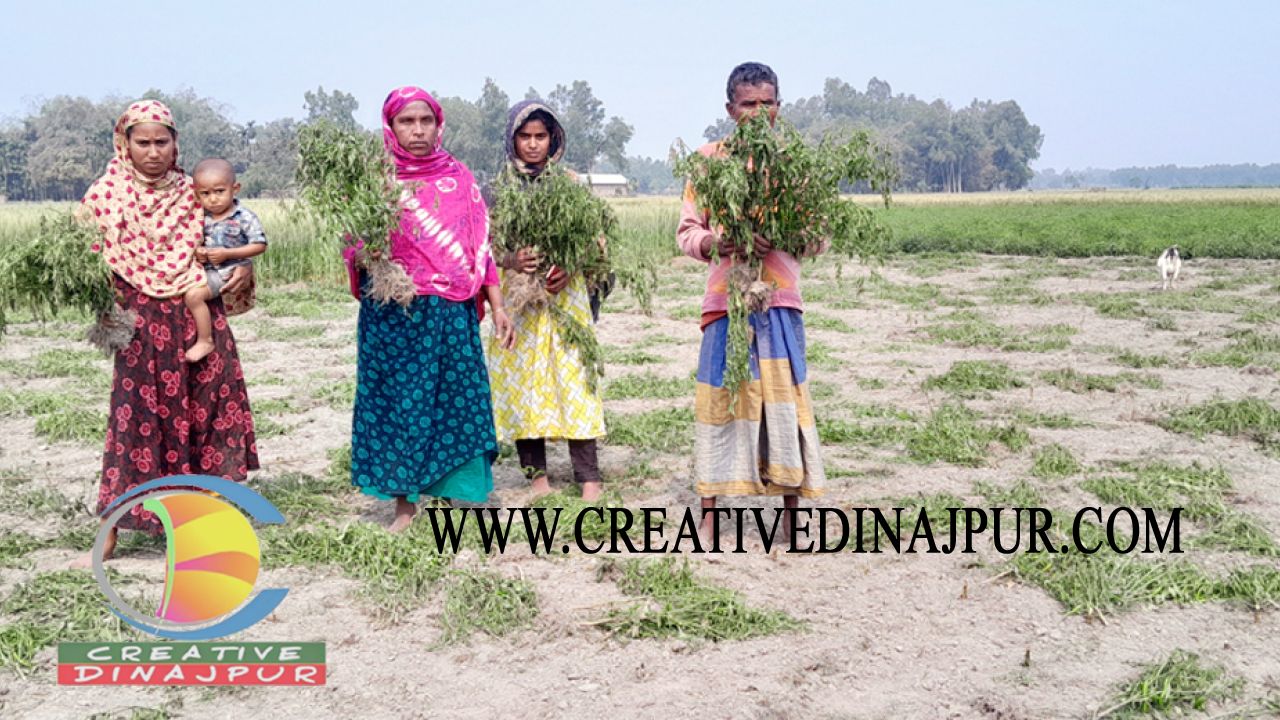 মরিচ ক্ষেতের সঙ্গে এ কেমন শত্রুতা!