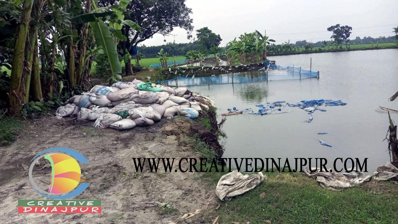 রাণীশংকৈলে পুকুরে মাছ চাষে মুরগির বিষ্ঠার ব্যবহার, জনজীবন অতিষ্ঠ!