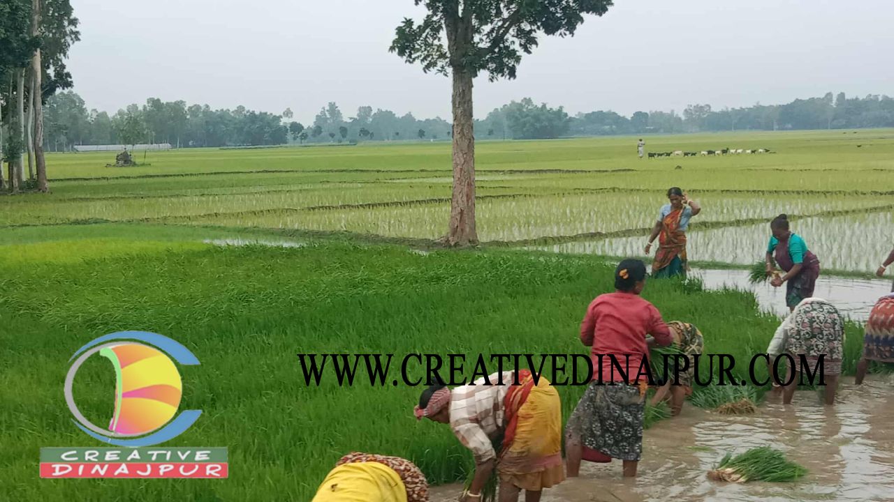 বীরগঞ্জে চলছে আমন ধানের  পরিচর্যায় ব্যস্ত কৃষক