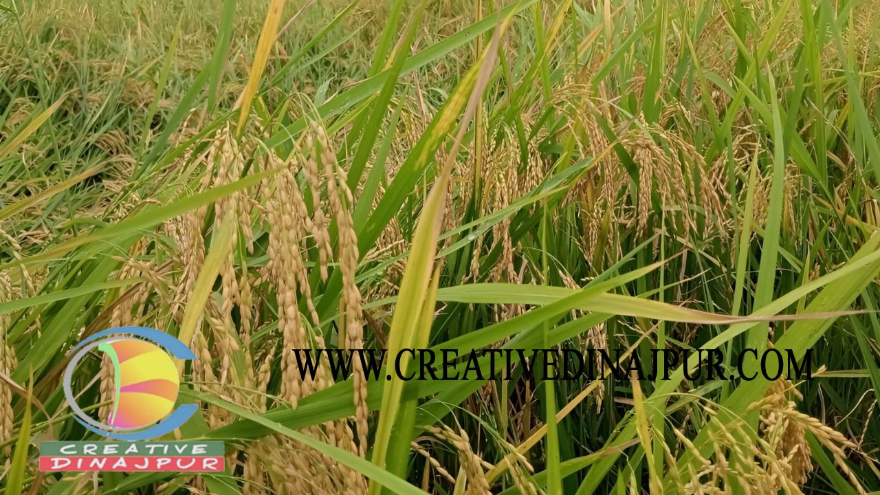 ঘামের বিন্দুতে সোনার স্বপ্ন&mdash;দিনাজপুরে আগাম ধানের হাসি