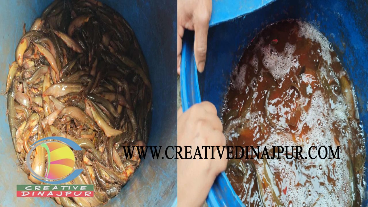 বিরামপুরে বিষাক্ত রঙে রাঙানো মাছ উদ্ধার, নদীতে অবমুক্ত করল প্রশাসন