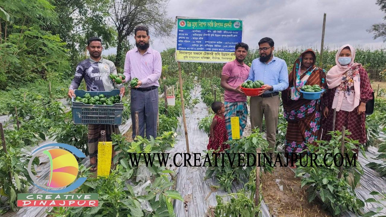 বীরগঞ্জে ক্যাপসিকাম চাষে কৃষকের ভাগ্য বদলের চেষ্টা
