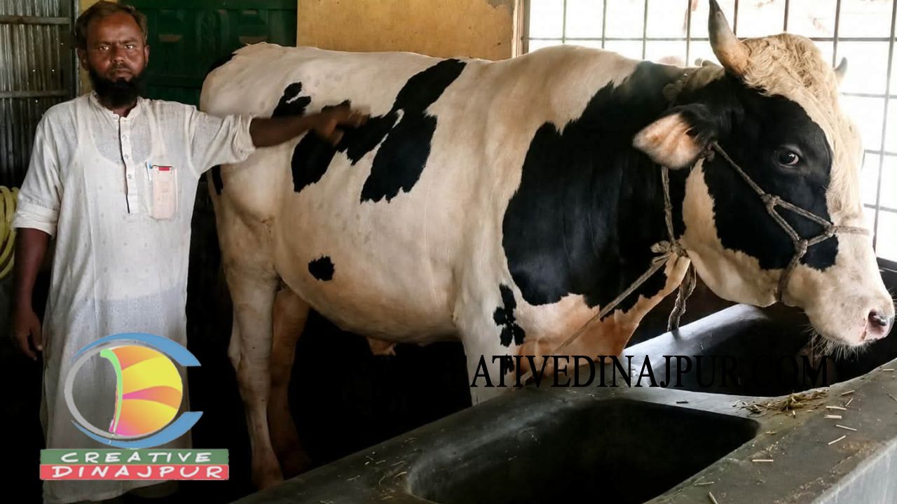 বীরগঞ্জে কুরবানির ঈদকে সামনে রেখে মনিরুলের বাজিমাত
