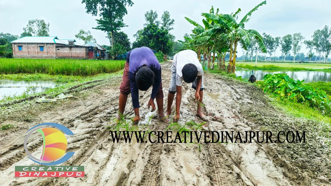 বীরগঞ্জে কাদাযুক্ত সড়কে ধানের চারা রোপণ করে শিশুদের নীরব প্রতিবাদ
