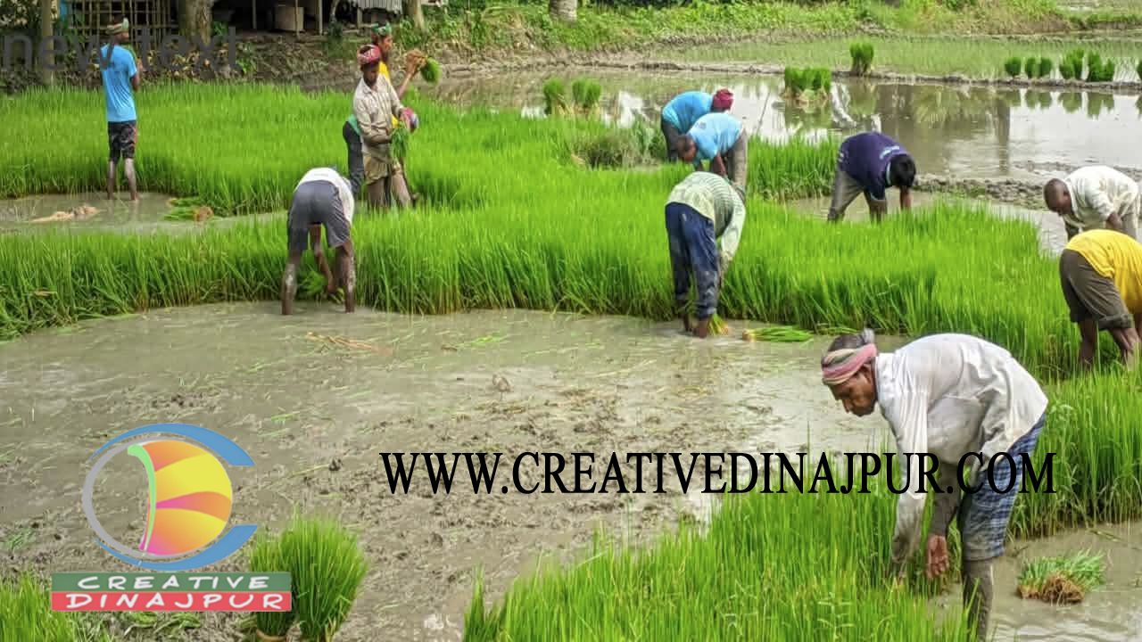 বীরগঞ্জে আমন ধান রোপণে ব্যস্ত সময় পার করছেন কৃষকরা 