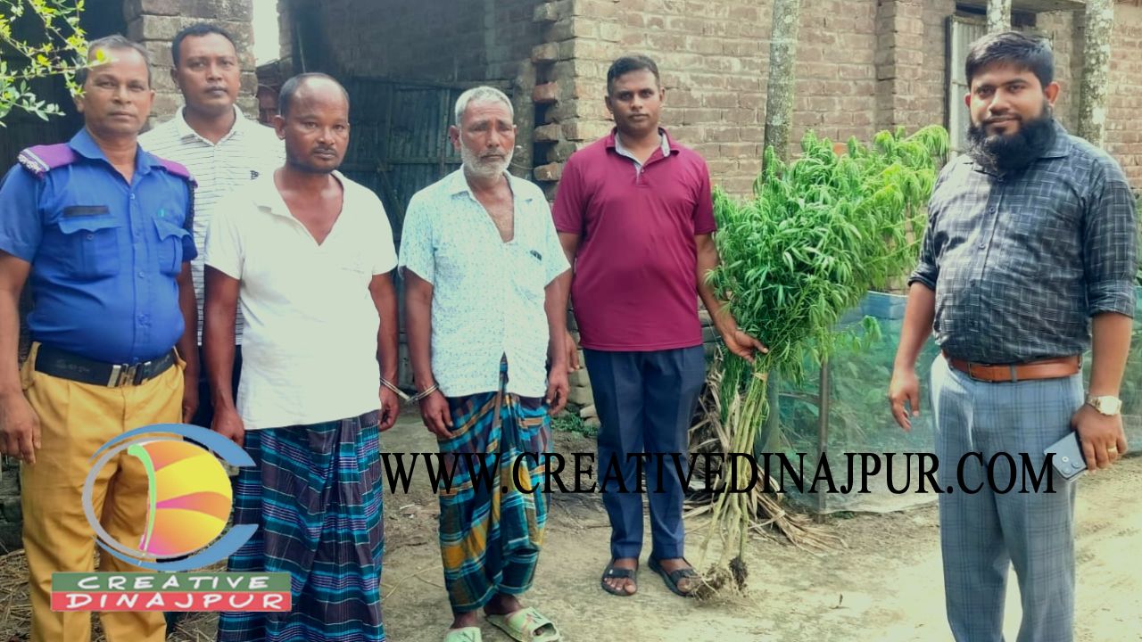 কাহারোলে মাদক সেবনের অপরাধে ২ ব্যক্তির কারাদন্ড গাঁজার গাছ জব্দ
