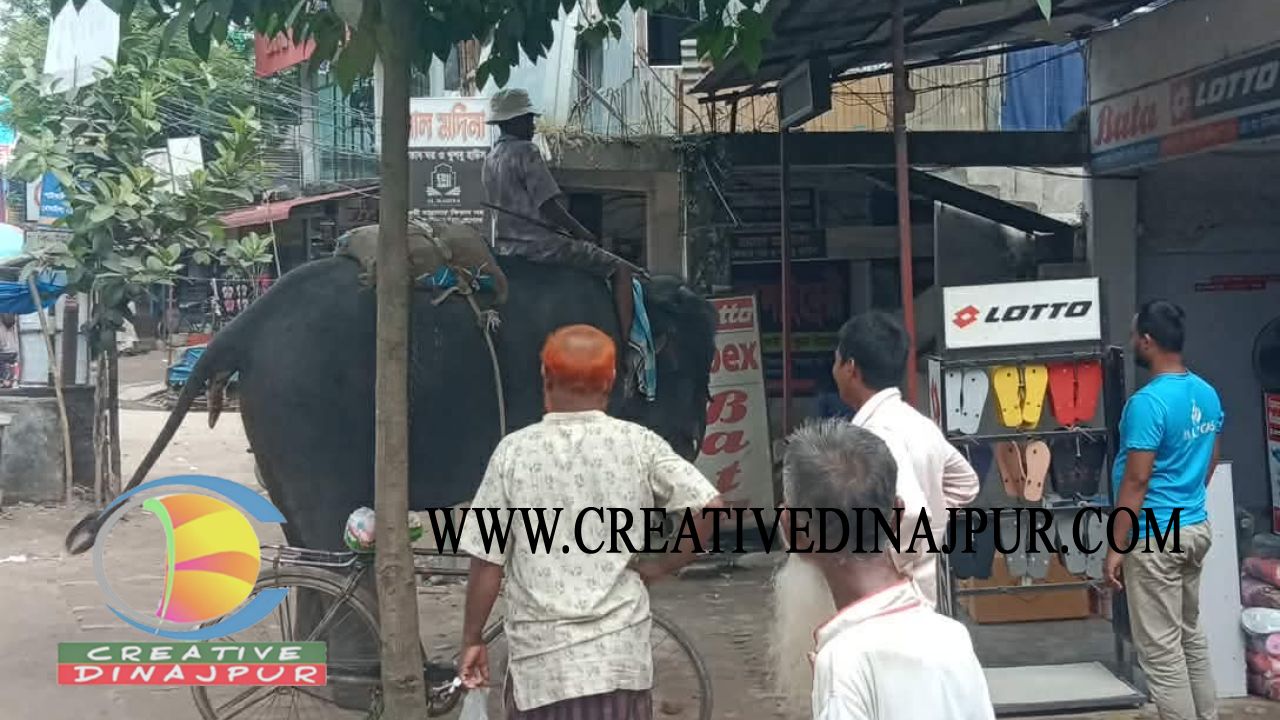 বীরগঞ্জে হাতি দিয়ে চাঁদাবাজি, অতিষ্ঠ ব্যবসায়ী-পথচারী
