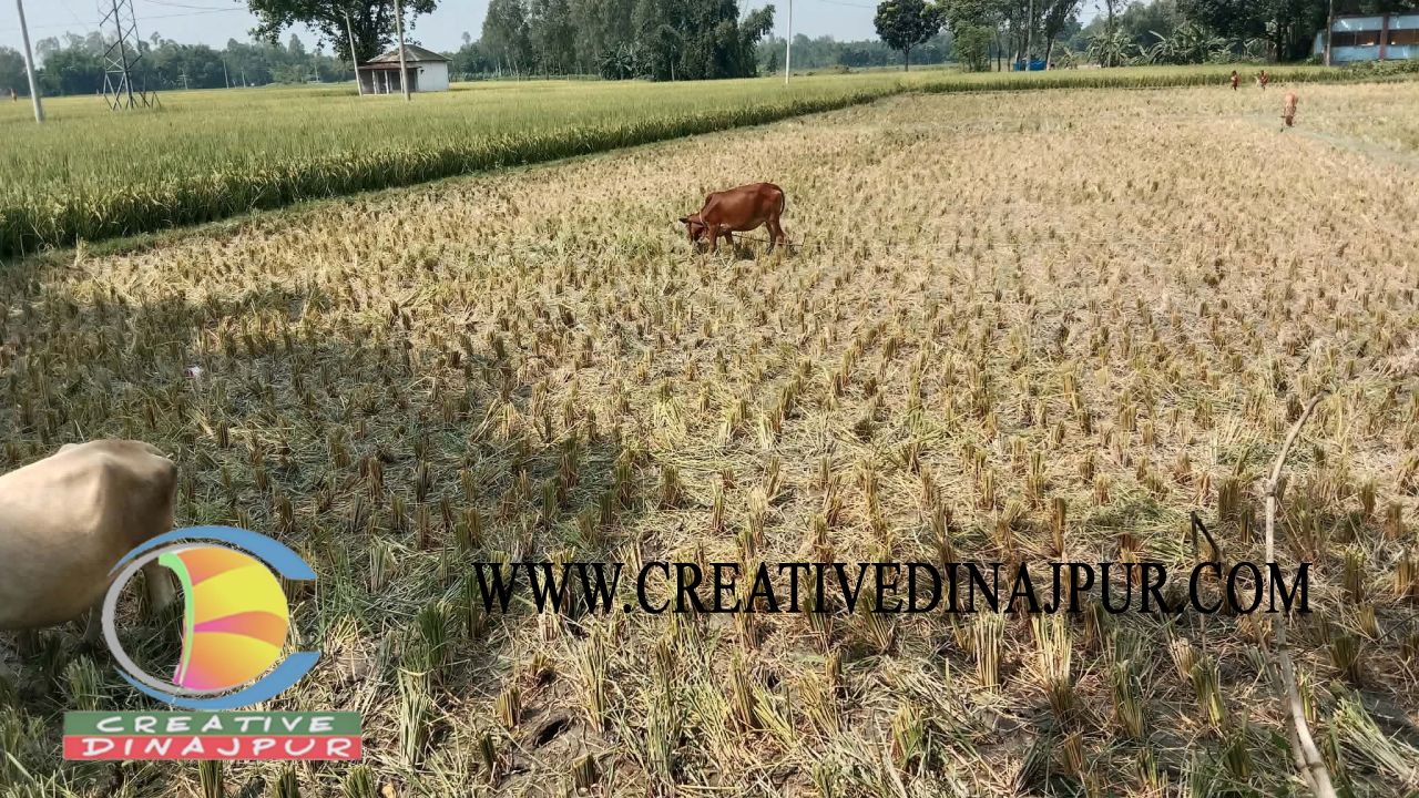 বীরগঞ্জে জোরপূর্বক দুই বিঘা জমির ধান কাটার অভিযোগ